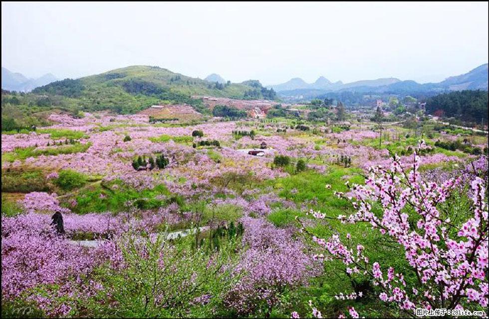 【春天,广西桂林灌阳县向您发出邀请!】官庄村有个醉美的桃花园 - 游山玩水 - 清远生活社区 - 清远28生活网 qingyuan.28life.com