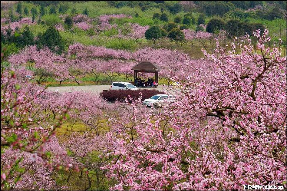 【春天,广西桂林灌阳县向您发出邀请!】官庄村有个醉美的桃花园 - 游山玩水 - 清远生活社区 - 清远28生活网 qingyuan.28life.com