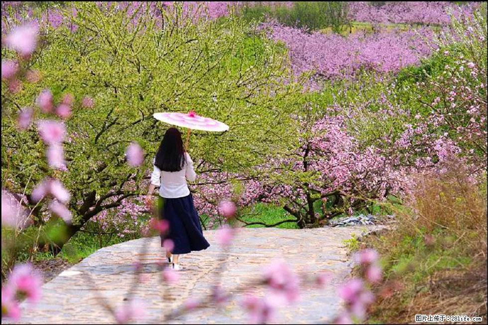 【春天,广西桂林灌阳县向您发出邀请!】官庄村有个醉美的桃花园 - 游山玩水 - 清远生活社区 - 清远28生活网 qingyuan.28life.com
