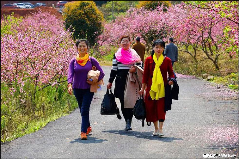 【春天,广西桂林灌阳县向您发出邀请!】官庄村有个醉美的桃花园 - 游山玩水 - 清远生活社区 - 清远28生活网 qingyuan.28life.com