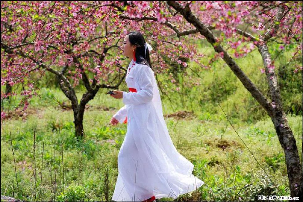 【春天,广西桂林灌阳县向您发出邀请!】官庄村有个醉美的桃花园 - 游山玩水 - 清远生活社区 - 清远28生活网 qingyuan.28life.com