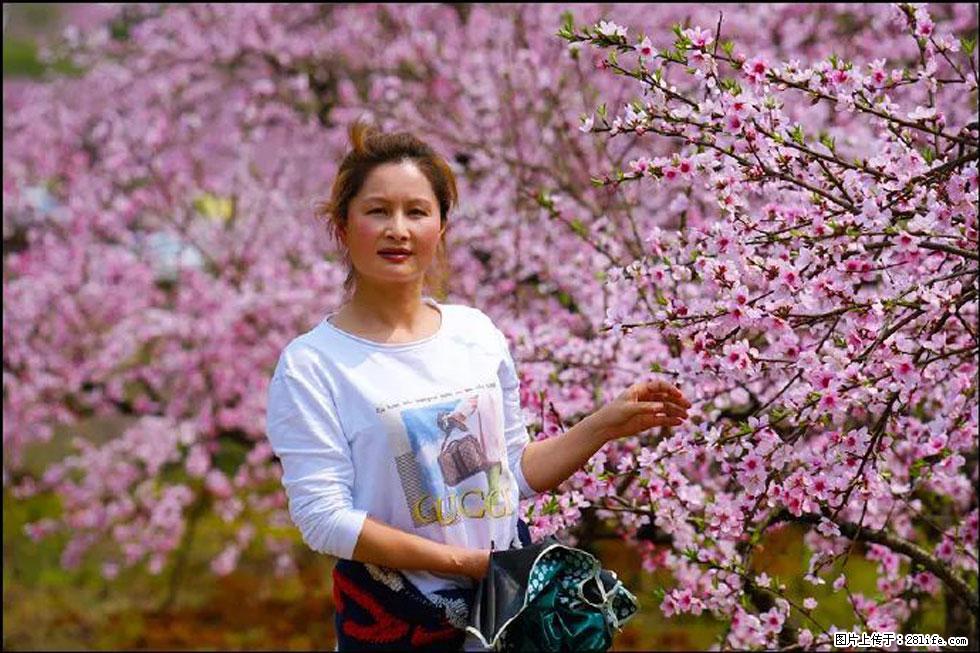 【春天,广西桂林灌阳县向您发出邀请!】官庄村有个醉美的桃花园 - 游山玩水 - 清远生活社区 - 清远28生活网 qingyuan.28life.com
