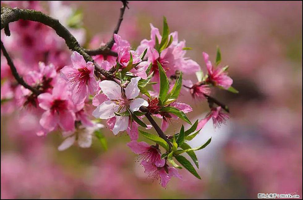 【春天,广西桂林灌阳县向您发出邀请!】官庄村有个醉美的桃花园 - 游山玩水 - 清远生活社区 - 清远28生活网 qingyuan.28life.com