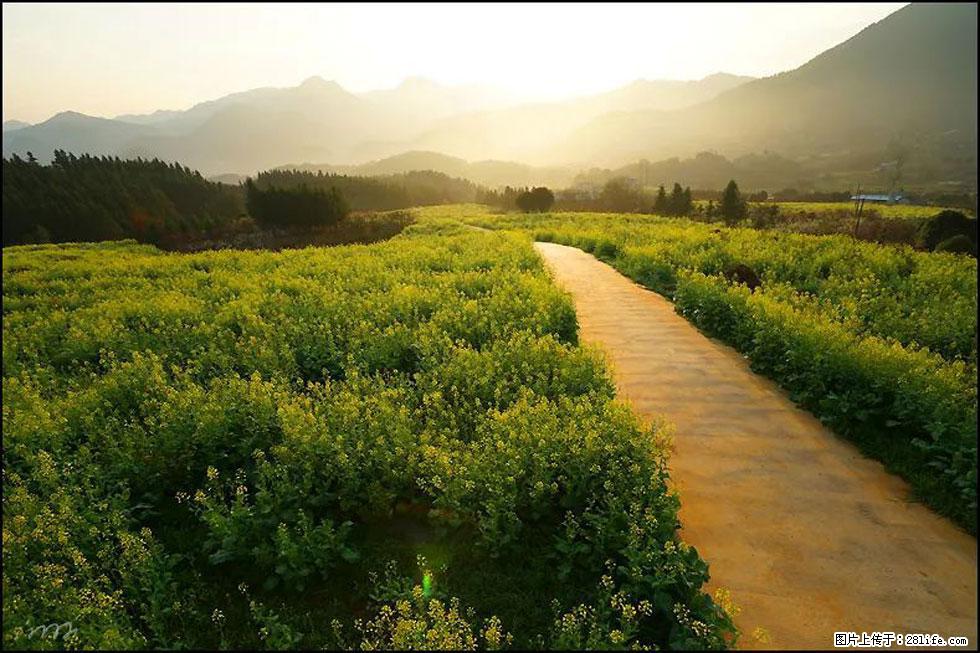 【春天,广西桂林灌阳县向您发出邀请!】长坪村油菜盛情花开 - 游山玩水 - 清远生活社区 - 清远28生活网 qingyuan.28life.com