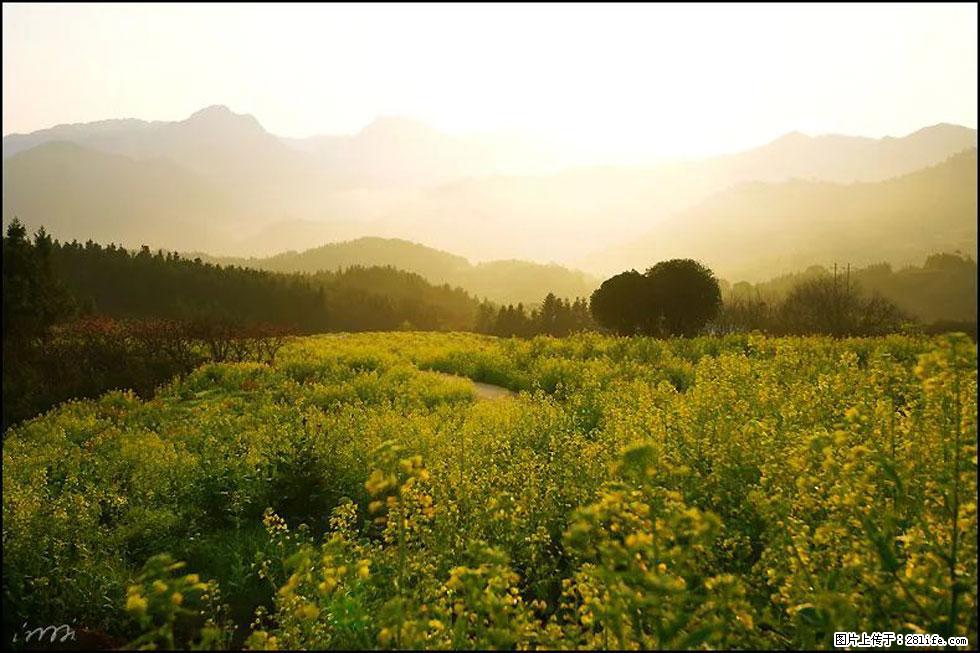 【春天,广西桂林灌阳县向您发出邀请!】长坪村油菜盛情花开 - 游山玩水 - 清远生活社区 - 清远28生活网 qingyuan.28life.com