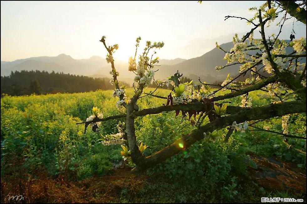 【春天,广西桂林灌阳县向您发出邀请!】长坪村油菜盛情花开 - 游山玩水 - 清远生活社区 - 清远28生活网 qingyuan.28life.com