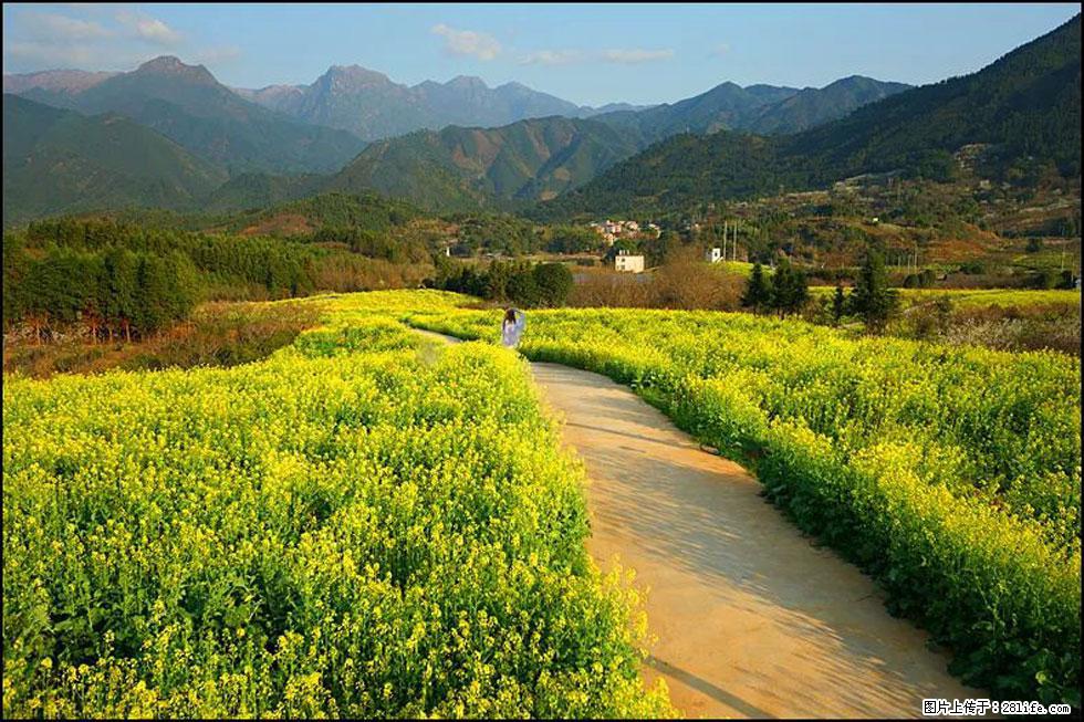 【春天,广西桂林灌阳县向您发出邀请!】长坪村油菜盛情花开 - 游山玩水 - 清远生活社区 - 清远28生活网 qingyuan.28life.com