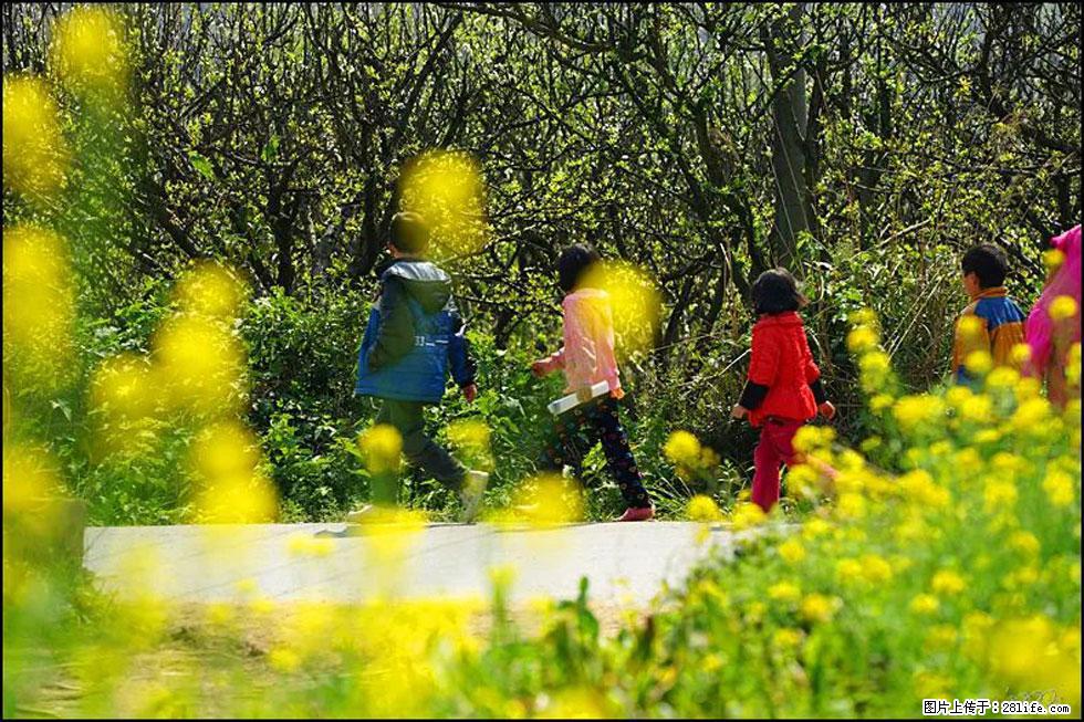 【春天,广西桂林灌阳县向您发出邀请!】长坪村油菜盛情花开 - 游山玩水 - 清远生活社区 - 清远28生活网 qingyuan.28life.com