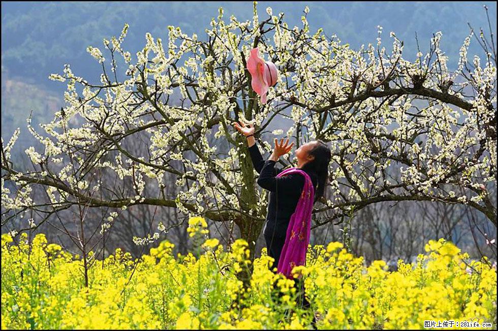 【春天,广西桂林灌阳县向您发出邀请!】长坪村油菜盛情花开 - 游山玩水 - 清远生活社区 - 清远28生活网 qingyuan.28life.com