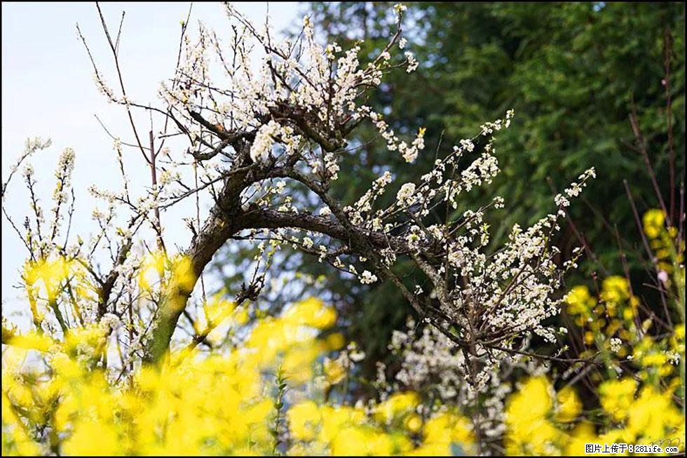 【春天,广西桂林灌阳县向您发出邀请!】长坪村油菜盛情花开 - 游山玩水 - 清远生活社区 - 清远28生活网 qingyuan.28life.com