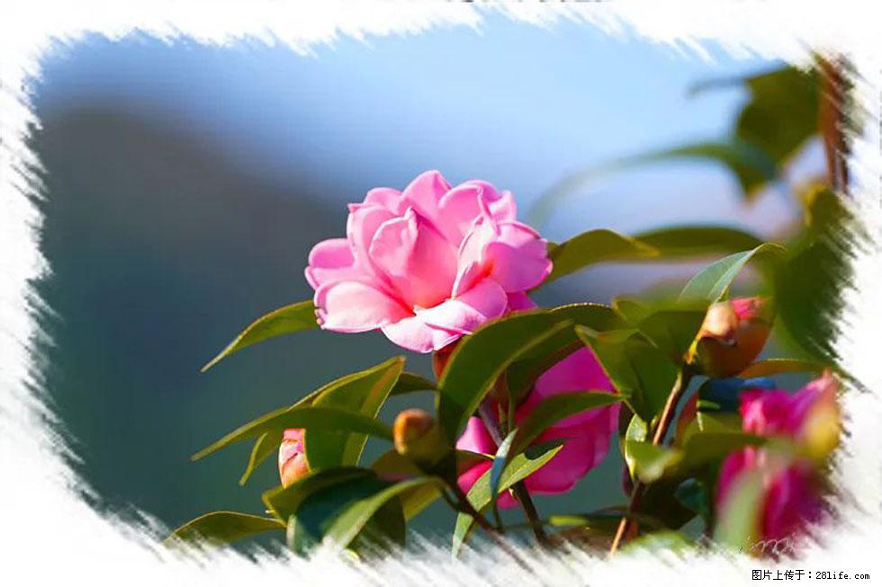 【春天，广西桂林灌阳县向您发出邀请！】杨柳井茶花惹人爱 - 游山玩水 - 清远生活社区 - 清远28生活网 qingyuan.28life.com