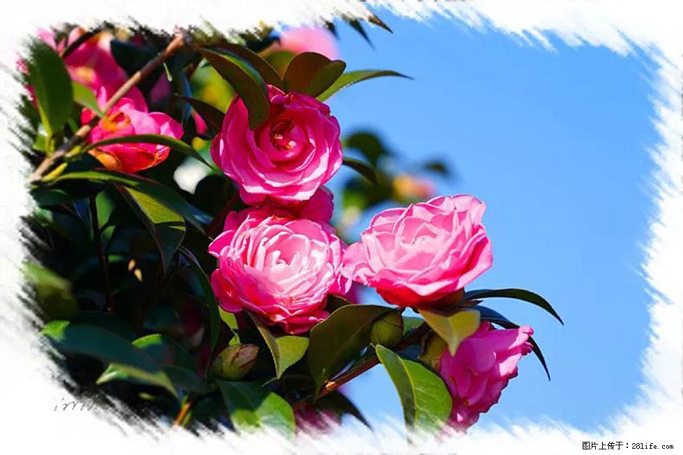 【春天，广西桂林灌阳县向您发出邀请！】杨柳井茶花惹人爱 - 游山玩水 - 清远生活社区 - 清远28生活网 qingyuan.28life.com