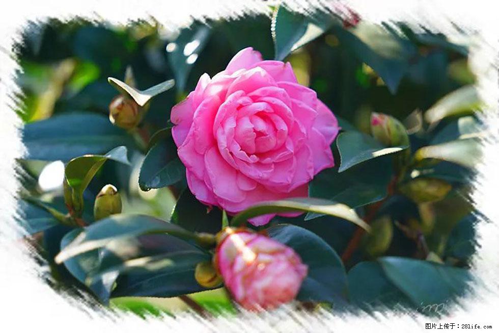 【春天，广西桂林灌阳县向您发出邀请！】杨柳井茶花惹人爱 - 游山玩水 - 清远生活社区 - 清远28生活网 qingyuan.28life.com