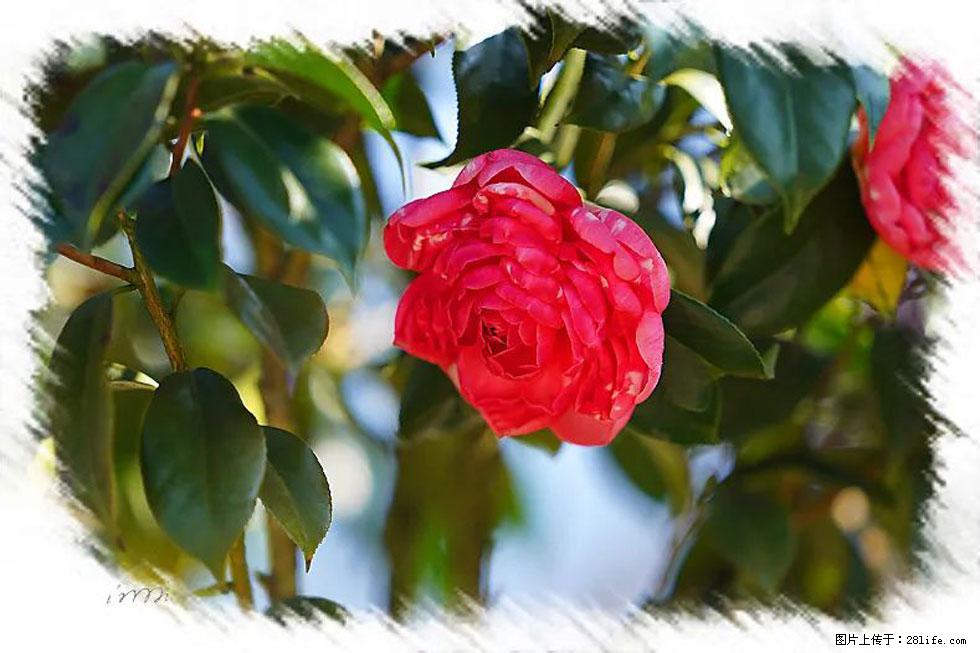 【春天，广西桂林灌阳县向您发出邀请！】杨柳井茶花惹人爱 - 游山玩水 - 清远生活社区 - 清远28生活网 qingyuan.28life.com