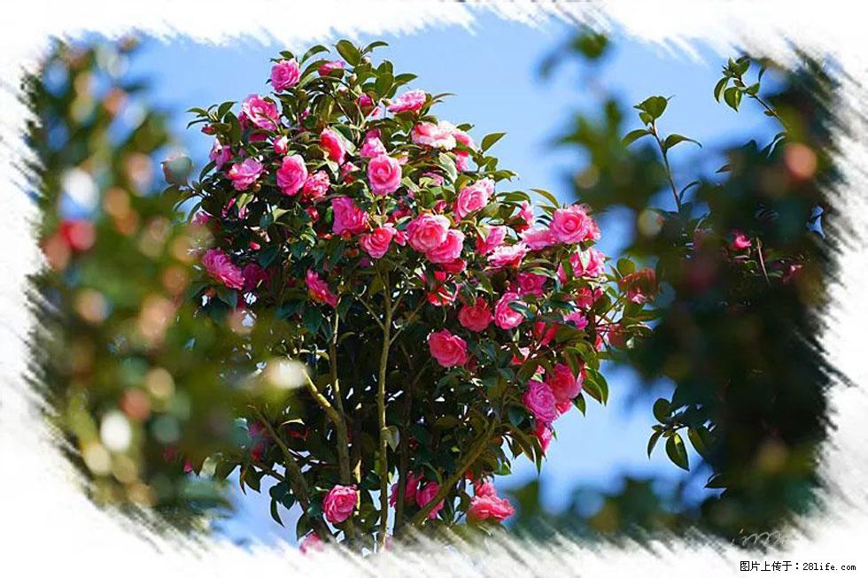 【春天，广西桂林灌阳县向您发出邀请！】杨柳井茶花惹人爱 - 游山玩水 - 清远生活社区 - 清远28生活网 qingyuan.28life.com