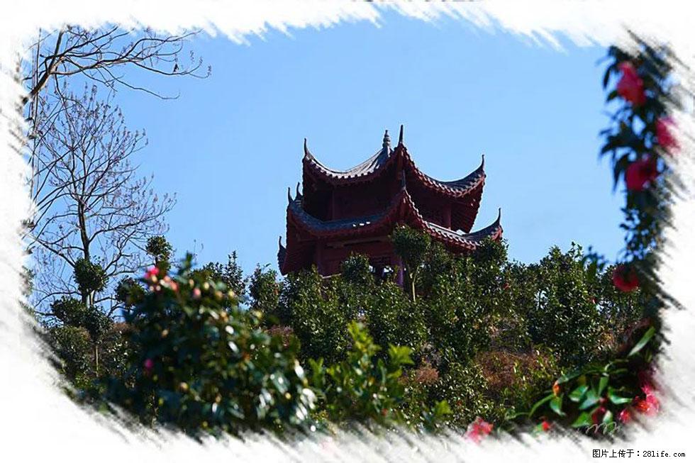 【春天，广西桂林灌阳县向您发出邀请！】杨柳井茶花惹人爱 - 游山玩水 - 清远生活社区 - 清远28生活网 qingyuan.28life.com