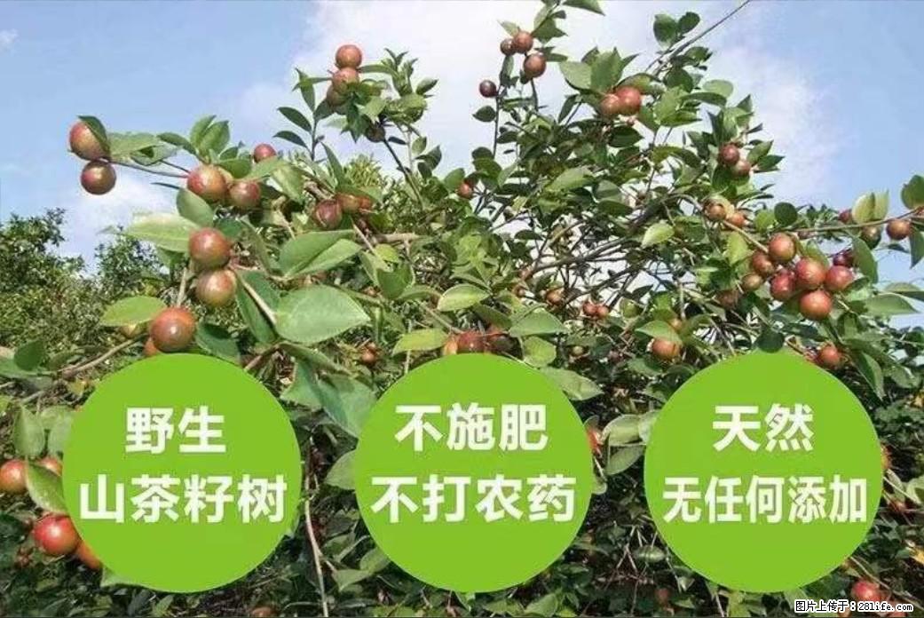 【灌阳县油茶产业示范区】一个有着充实的精神生活的人，对待身外之物自会有一种淡泊的态度 - 土特产 - 饮食特产 - 清远分类信息 - 清远28生活网 qingyuan.28life.com