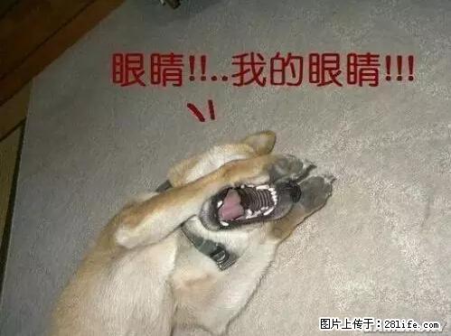 笑癫了!一女的怀孕三年未生,他终于忍不住了... - 娱乐八卦 - 清远生活社区 - 清远28生活网 qingyuan.28life.com