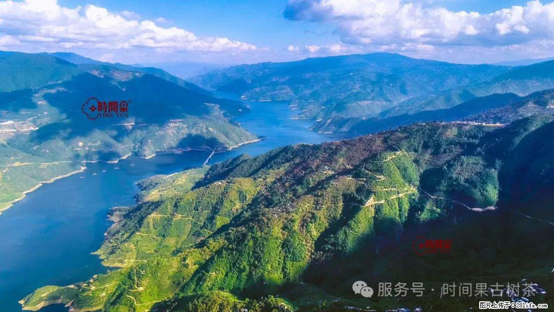 时间果百年古树龙珠普洱生茶 - 购物交流 - 清远生活社区 - 清远28生活网 qingyuan.28life.com