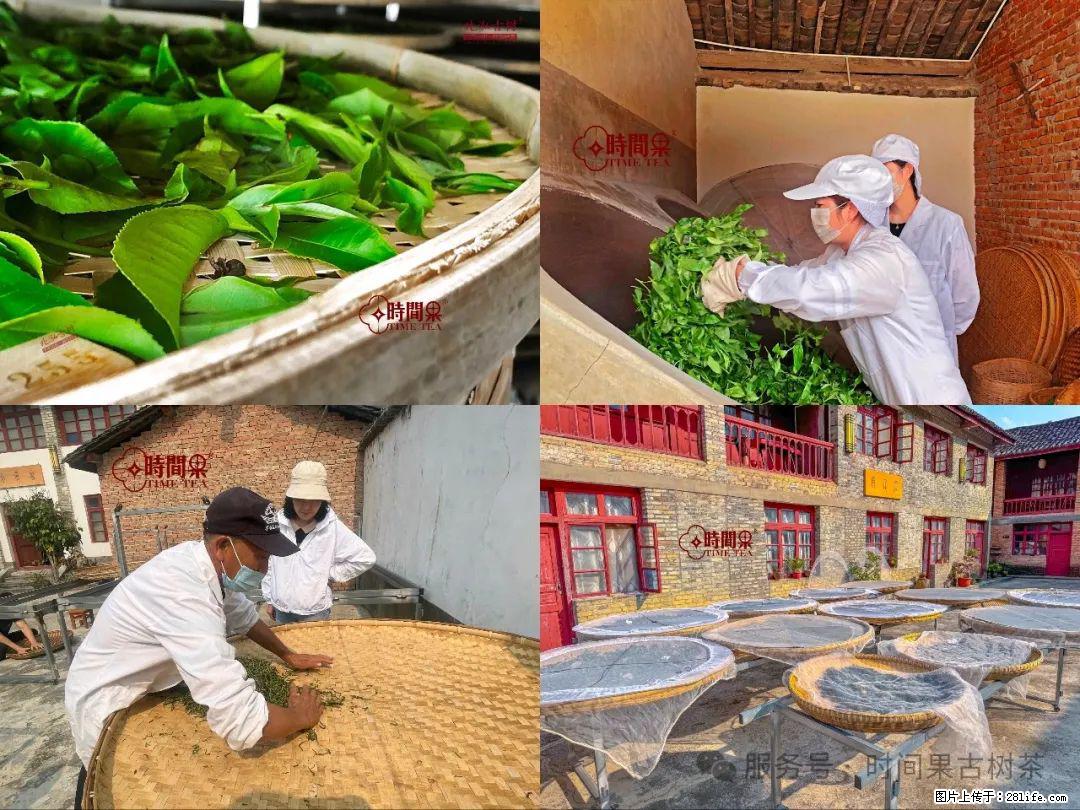 时间果百年古树龙珠普洱生茶 - 购物交流 - 清远生活社区 - 清远28生活网 qingyuan.28life.com