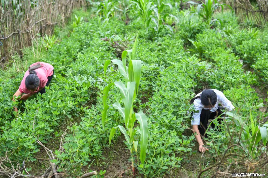 全网追的“扁担女孩”，找了一份暑假工，时薪12元 - 清远生活资讯 - 清远28生活网 qingyuan.28life.com