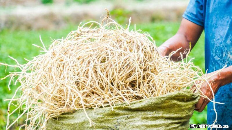 堪称“最难吃”的蔬菜,却是 “抗辐射神器”,还能护肺、清热、止咳化痰! - 清远生活资讯 - 清远28生活网 qingyuan.28life.com