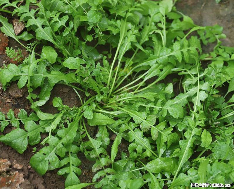 这些蔬菜是“天然钙片”，这6种被医生重点推荐 - 清远生活资讯 - 清远28生活网 qingyuan.28life.com