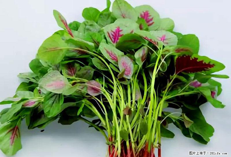 这些蔬菜是“天然钙片”，这6种被医生重点推荐 - 清远生活资讯 - 清远28生活网 qingyuan.28life.com