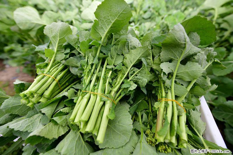 这些蔬菜是“天然钙片”，这6种被医生重点推荐 - 清远生活资讯 - 清远28生活网 qingyuan.28life.com